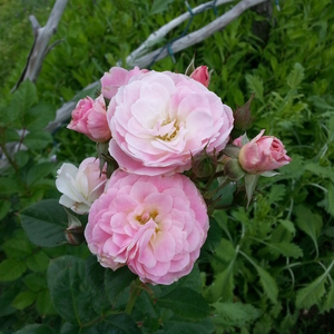Tejfehér, rózsaszín szélű, apró, gömbölyded virágai csokrokban nyílnak, erős szárakon.